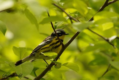 Paruline  tte cendre (Magnolia Warbler)