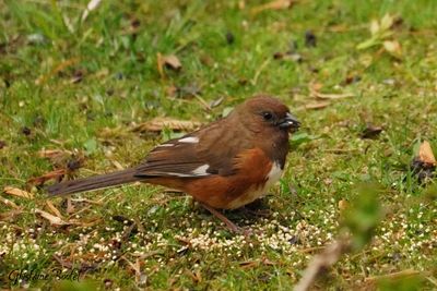 Tohi  flancs roux (Rufous-sided Towhee)