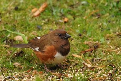 Tohi  flancs roux (Rufous-sided Towhee)