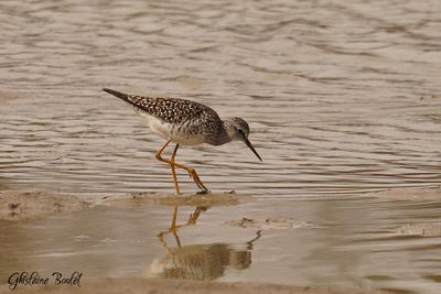 Petit Chevalier (Lesser Yellowlegs)