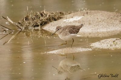 Chevalier solitaire (Solitary Sandpiper)
