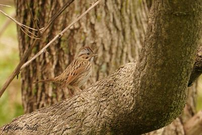 Bruant de Lincoln (Lincoln's Sparrow)