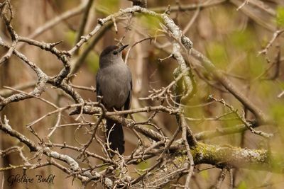 Moqueur chat (Gray Catbird)