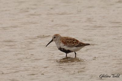 Bcasseau variable (Dunlin)