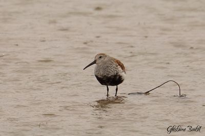 Bcasseau variable (Dunlin)