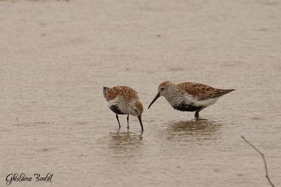 Bcasseau variable (Dunlin)