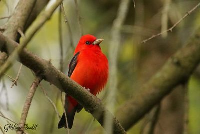 Piranga écarlate (Scarlet Tanager)