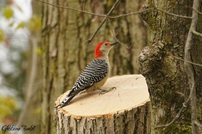 Pic  ventre roux (Red-bellied Woodpecker)