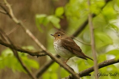 Grive à dos olive (Swainson's Thrush)