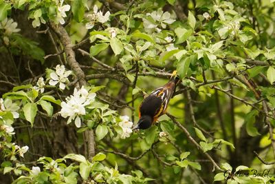 Oriole de Baltimore (Baltimore Oriole)