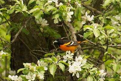Oriole de Baltimore (Baltimore Oriole)
