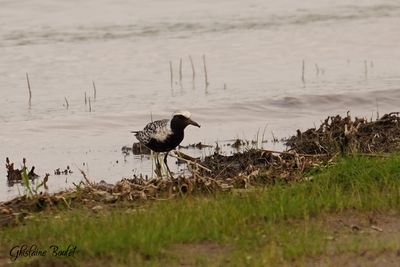 Pluvier argent (Black-bellied Plover)