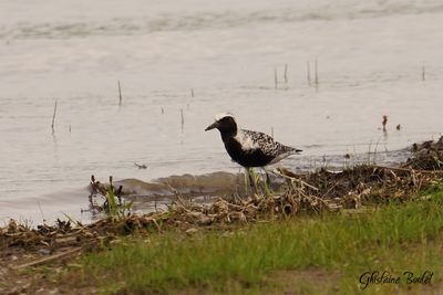 Pluvier argenté (Black-bellied Plover)