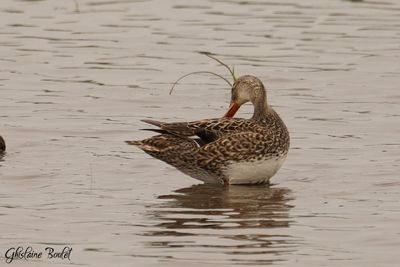 Canard chipeau (Gadwall)