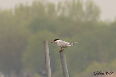 Sterne pierregarrin (Common Tern)