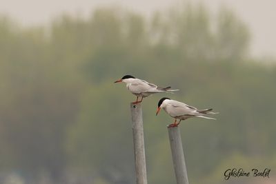 Sterne pierregarrin (Common Tern)
