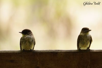 Moucherolle phbi (Eastern Phoebe)