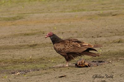 Urubu à tête rouge (Turkey Vulture)