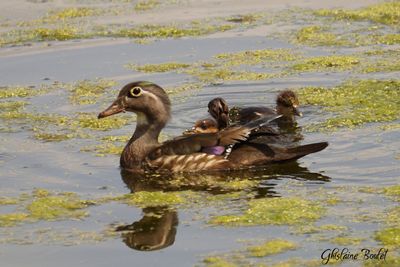 Harle couronn (Hooded Merganser)