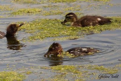 Harle couronné (Hooded Merganser)