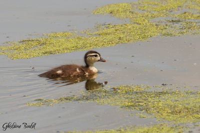 Canard branchu (Wood Duck)