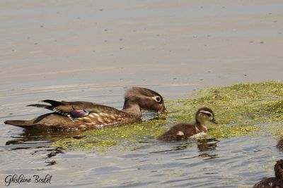 Canard branchu (Wood Duck)