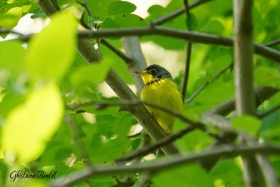 Paruline du Canada (Canada Warbler)