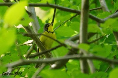 Paruline du Canada (Canada Warbler)