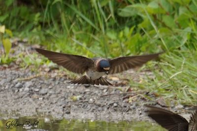 Hirondelle  front blanc (Cliff Swallow)