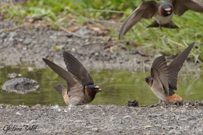 Hirondelle  front blanc (Cliff Swallow)