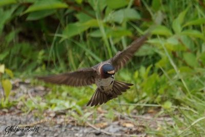 Hirondelle à front blanc (Cliff Swallow)