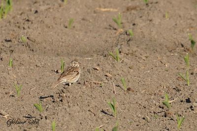 Bruant vesperal (Vesper Sparrow)