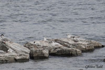 Mouette rieuse (Black-headed Gull)
