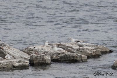 Mouette rieuse (Black-headed Gull)