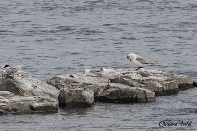 Mouette rieuse (Black-headed Gull)