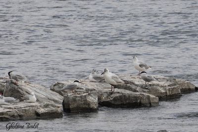 Mouette rieuse (Black-headed Gull)