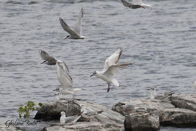 Mouette rieuse (Black-headed Gull)