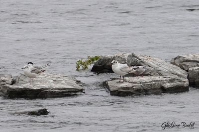 Mouette rieuse (Black-headed Gull)