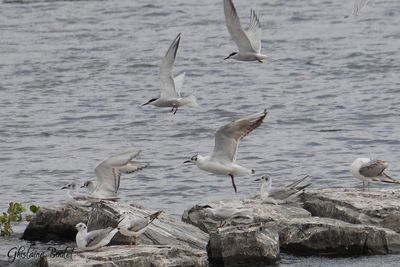 Mouette rieuse (Black-headed Gull)