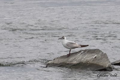 Mouette rieuse (Black-headed Gull)