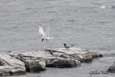 Guifette noire (Black Tern)