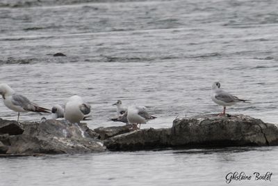 Mouette pygmée (Little Gull)