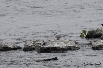 Sterne arctique (Artic Tern)