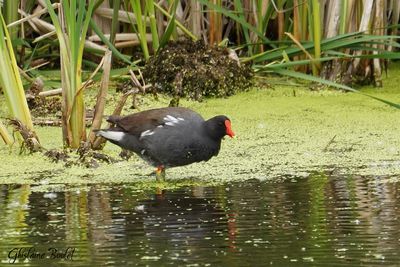 Gallinule d'Amrique (Common Moorhen)
