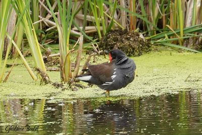 Gallinule d'Amrique (Common Moorhen)