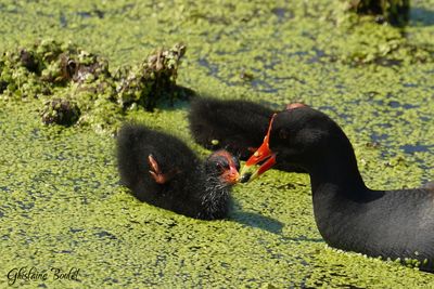 Gallinule d'Amrique (Common Moorhen)