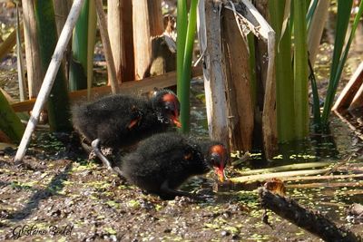 Gallinule d'Amrique (Common Moorhen)