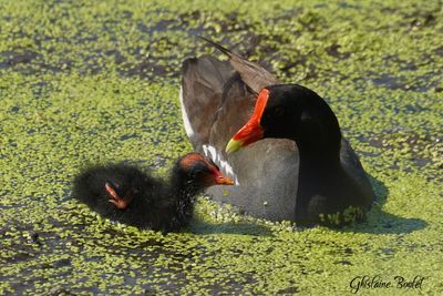 Gallinule d'Amérique (Common Moorhen)