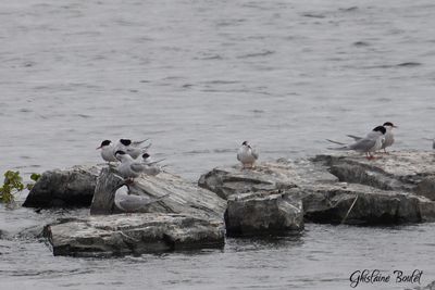Sterne pierregarrin (Common Tern)