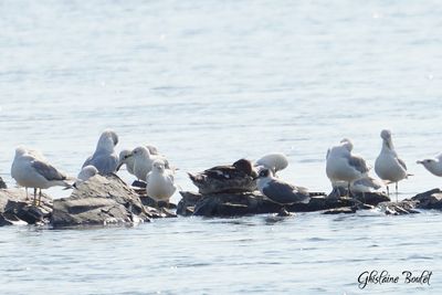 Mouette de Franklin (Franklin's Gull)
